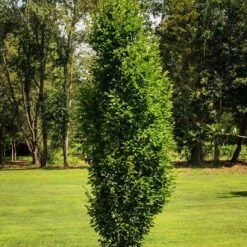 Walker Frans Fontaine Hornbeam - Columnar European Nursery