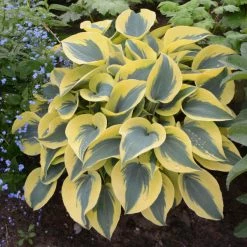 Pandy's Garden Center Hosta ‘Autumn Frost’
