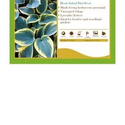 Pandy's Garden Center Perennials Hosta ‘First Frost’