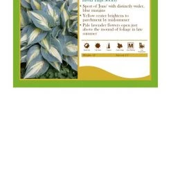 Pandy's Garden Center Perennials Hosta ‘High Society’