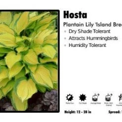 Pandy's Garden Center Hosta ‘Island Breeze’ Plantain Lily Perennials