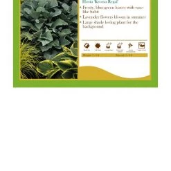 Pandy's Garden Center Perennials Hosta ‘Krossa Regal’