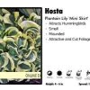 Pandy's Garden Center Hosta ‘Mini Skirt’ Plantain Lily
