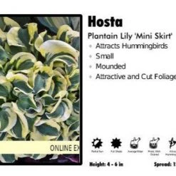 Pandy's Garden Center Hosta ‘Mini Skirt’ Plantain Lily