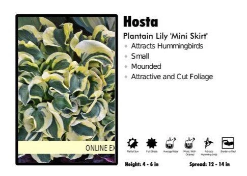 Pandy's Garden Center Hosta ‘Mini Skirt’ Plantain Lily 3 Pandy's Garden Center Hosta ‘Mini Skirt’ Plantain Lily