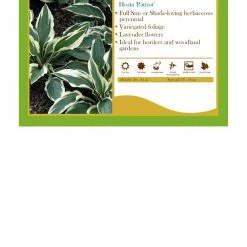 Pandy's Garden Center Perennials Hosta ‘Patriot’