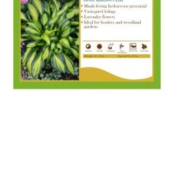 Pandy's Garden Center Hosta ‘Rainbow's End’