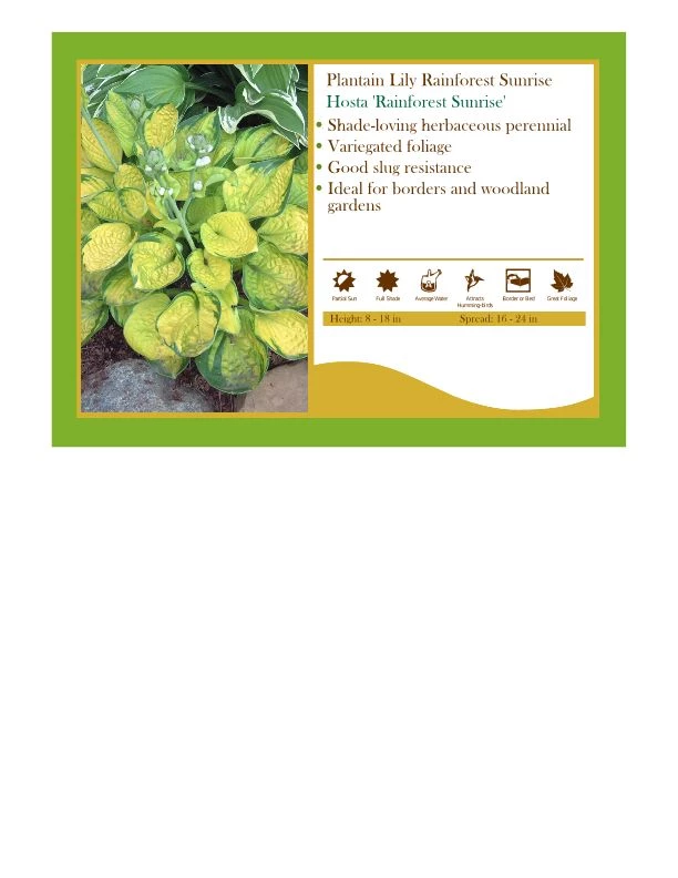 Pandy's Garden Center Hosta ‘Rainforest Sunrise’ Perennials 3 Pandy's Garden Center Hosta ‘Rainforest Sunrise’ Perennials