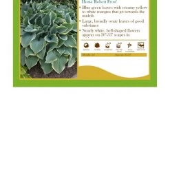 Pandy's Garden Center Perennials Hosta ‘Robert Frost’