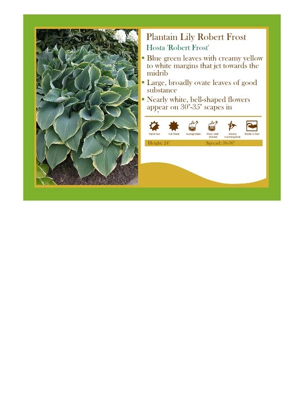 Pandy's Garden Center Perennials Hosta ‘Robert Frost’ 3 Pandy's Garden Center Perennials Hosta ‘Robert Frost’