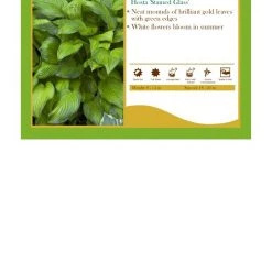 Pandy's Garden Center Hosta ‘Stained Glass’ Perennials