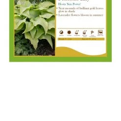 Pandy's Garden Center Hosta ‘Sun Power’ Perennials