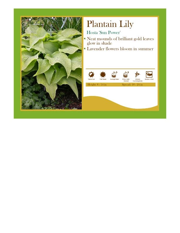 Pandy's Garden Center Hosta ‘Sun Power’ Perennials 3 Pandy's Garden Center Hosta ‘Sun Power’ Perennials