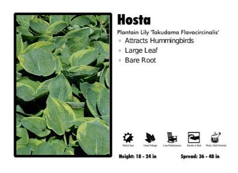 Pandy's Garden Center Hosta ‘Tokudama Flavacinalis' Plantain Lily 3 Pandy's Garden Center Hosta ‘Tokudama Flavacinalis' Plantain Lily