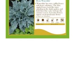 Pandy's Garden Center Perennials Hosta ‘Shadowland Waterslide’