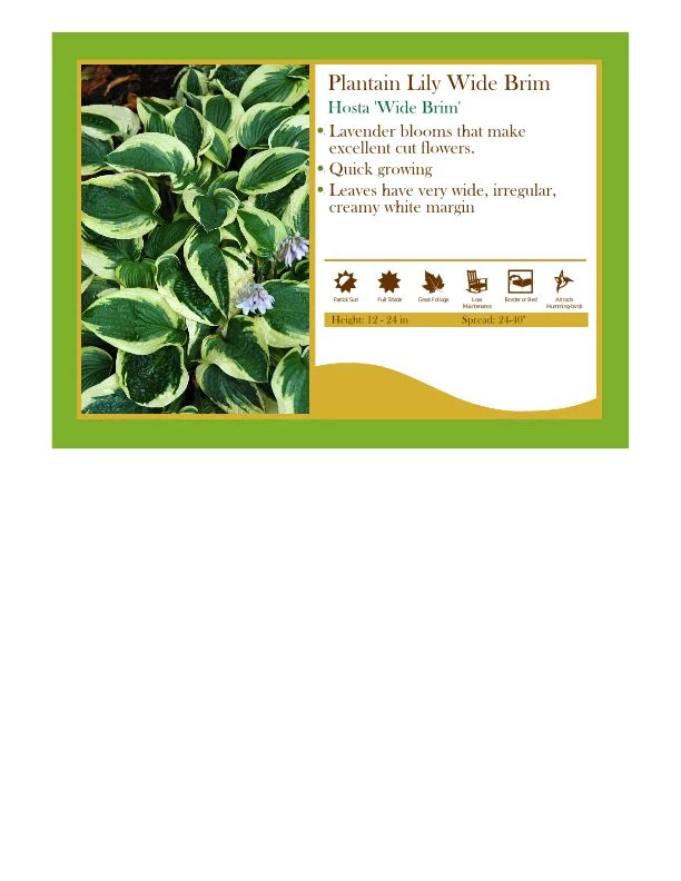 Pandy's Garden Center Hosta ‘Wide Brim’ 3 Pandy's Garden Center Hosta ‘Wide Brim’