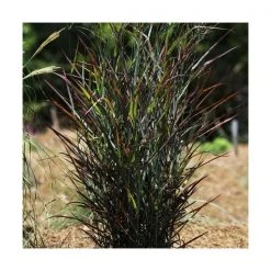 Pandy's Garden Center Switch Grass - Hotrod Red #3