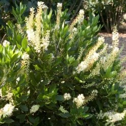 Pandy's Garden Center Summersweet - Hummingbird Dwarf