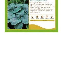 Pandy's Garden Center Hosta Humpback Whale Perennials