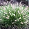 Pandy's Garden Center Grass Hush Puppy Fountain Grasses