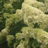 Pandy's Garden Center Hydrangea - Limelight
