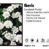 Pandy's Garden Center Iberis 'Purity' Candytuft