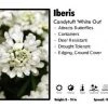 Pandy's Garden Center Iberis ‘White Out’ Candytuft
