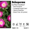 Pandy's Garden Center Delosperma 'Amethyst' Ice Plant