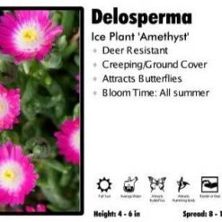 Pandy's Garden Center Delosperma'Amethyst' Ice Plant
