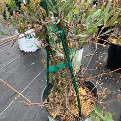 Pandy's Garden Center Nursery Lonicera Sempervirens Major Wheeler Honeysuckle