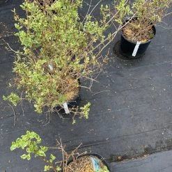 Pandy's Garden Center Mock Orange Icelandic Variegate D-8 !