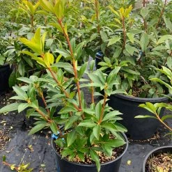 Pandy's Garden Center Mountain Laurel Pinwheel - 3 8 Pandy's Garden Center Mountain Laurel Pinwheel - 3