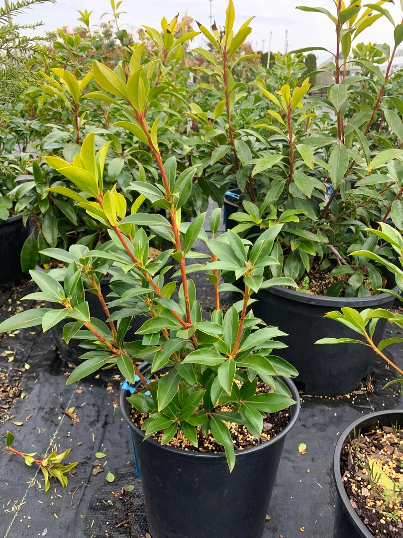 Pandy's Garden Center Mountain Laurel Pinwheel - 3 5 Pandy's Garden Center Mountain Laurel Pinwheel - 3