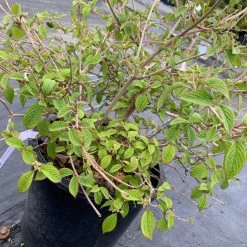 Pandy's Garden Center Nursery Viburnum Summer Snowflake E7 ! 6 Pandy's Garden Center Nursery Viburnum Summer Snowflake E7 !