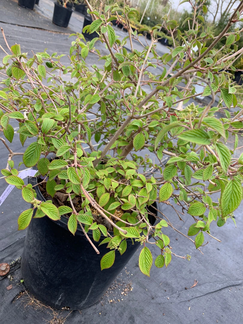 Pandy's Garden Center Nursery Viburnum Summer Snowflake E7 ! 4 Pandy's Garden Center Nursery Viburnum Summer Snowflake E7 !