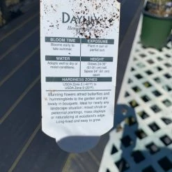 Pandy's Garden Center Hemerocallis/ Day Lily ‘Siloam Classic’ Perennials