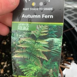 Pandy's Garden Center Fern ‘autumn’ Perennials