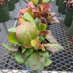 Pandy's Garden Center Perennials Bergenia Cordifolia ‘Shoeshine Rose’ Pig Squeek