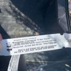 Pandy's Garden Center Weigeila- Carnaval Tree Form Nursery