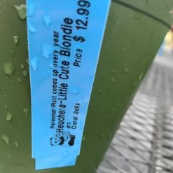 Pandy's Garden Center Heuchera’ Little Cute Blondie Perennials