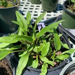 Pandy's Garden Center Echinacea/ Cone Flower ‘Baja Burgundy’