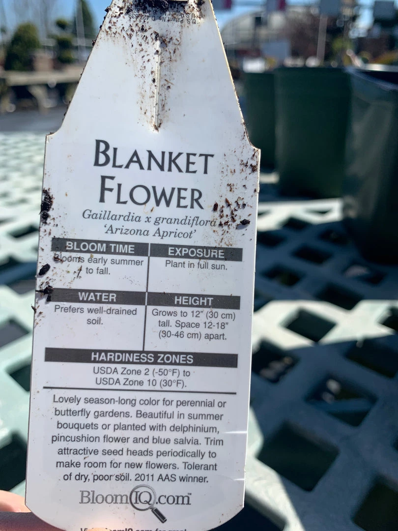 Pandy's Garden Center Gaillardia/ Blanket Flower ‘Arizona Apricot’ Perennials 4 Pandy's Garden Center Gaillardia/ Blanket Flower ‘Arizona Apricot’ Perennials