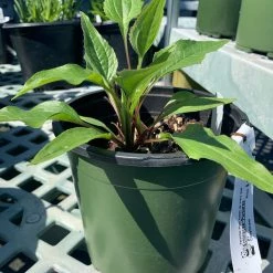 Pandy's Garden Center Echinacea/cone Flower ‘purpurea’