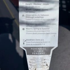 Pandy's Garden Center Gaillardia ‘fanfare Citronella’ 5 Pandy's Garden Center Gaillardia ‘fanfare Citronella’