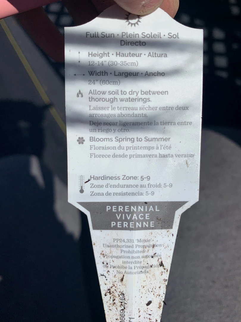 Pandy's Garden Center Gaillardia ‘fanfare Citronella’ 4 Pandy's Garden Center Gaillardia ‘fanfare Citronella’