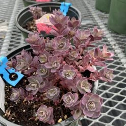 Pandy's Garden Center Perennials Sedum ‘sun Sparkler’