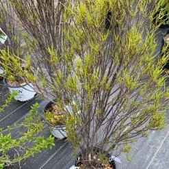 Pandy's Garden Center Tallhedge’ Finellne Fern Leaf