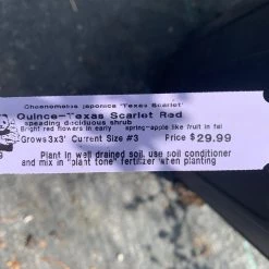 Pandy's Garden Center Quince Texas Scarlet Red