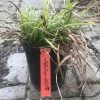 Pandy's Garden Center Nursery Liriope Spicata - Creeping