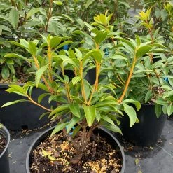 Pandy's Garden Center Mountain Laurel Pinwheel - 3 7 Pandy's Garden Center Mountain Laurel Pinwheel - 3